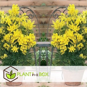 Acacia mimosa arbuste - 3