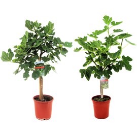 Figuier xl ficus carica sur tige - 2