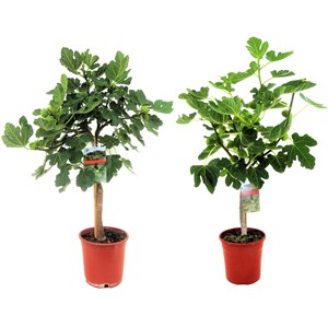 Figuier xl ficus carica sur tige - 2