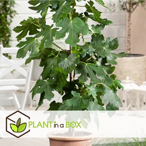 Figuier xl ficus carica sur tige - 2