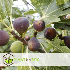 Figuier xl ficus carica sur tige - 2