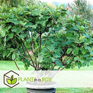 Figuier xl ficus carica sur tige - 2