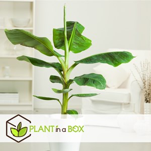 Xl musa canvendish - 2