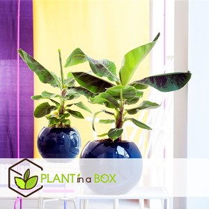 Xl musa canvendish - 2