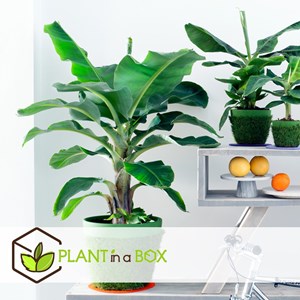 Xl musa canvendish - 2