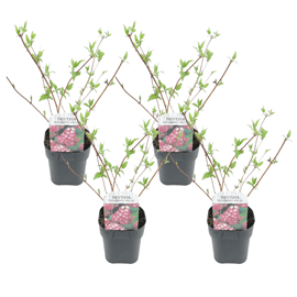 Deutzia 'strawberry fields' - lot de 4