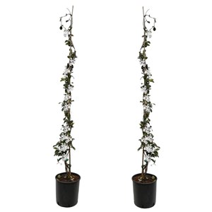 Xl tuscan jasmin on stick - 2