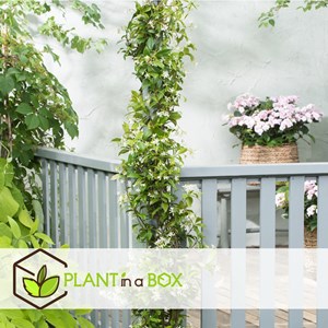 Xl tuscan jasmin on stick - 2