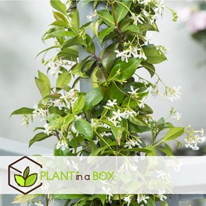 Xl tuscan jasmin on stick - 2