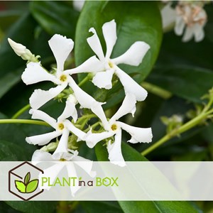 Xl tuscan jasmin on stick - 2