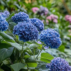 Hydrangea summerglow - 4