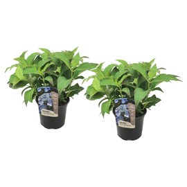 Hortensia summerglow - 2