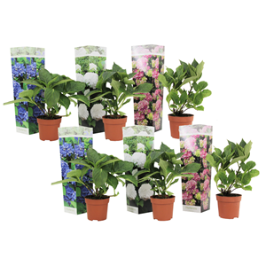 Hortensia - 6