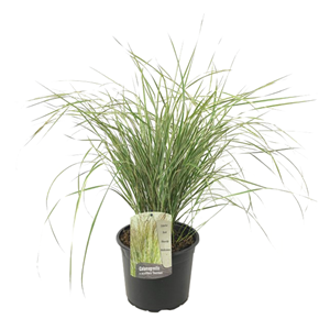 Calamagrostis overdam herbe ornemantale