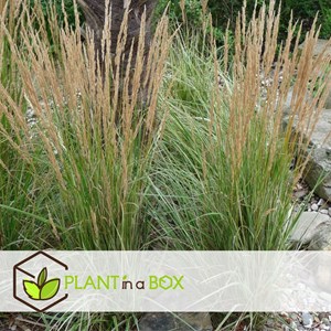 Calamagrostis overdam herbe ornemantale