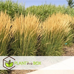 Calamagrostis overdam herbe ornemantale