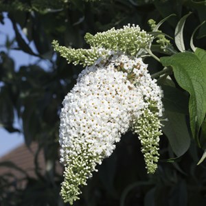Buddleja butterfly bush - 6