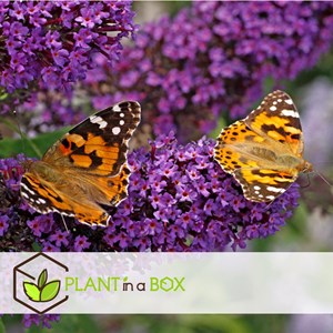 Buddleja butterfly bush - 6