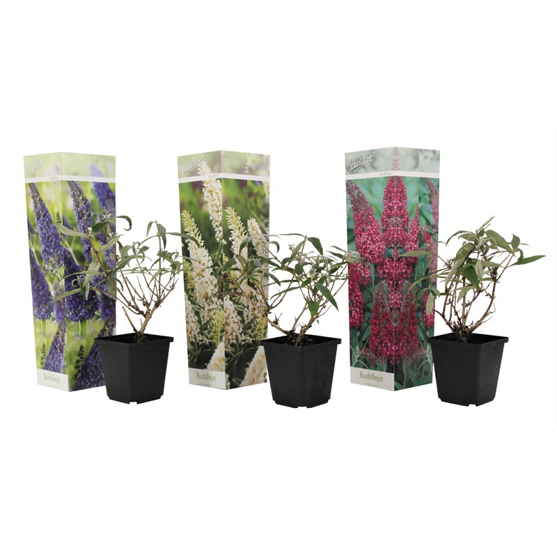Buddleja butterfly bush - 3