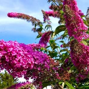 Buddleja butterfly bush - 3