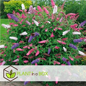 Buddleja butterfly bush - 3