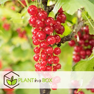 Plantes à baies - 8