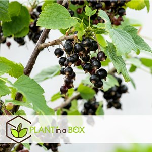 Plantes à baies - 8