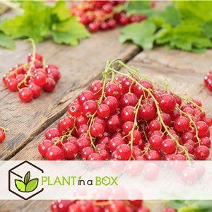 Plantes à baies - 4