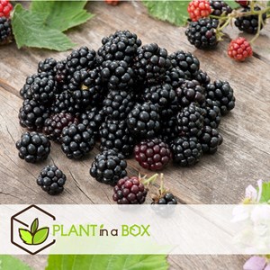 Plantes à baies - 4