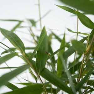 Bambou rouge fargesia asian wonder - 6