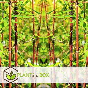 Bambou rouge fargesia asian wonder - 6