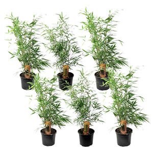 Bambou vert fargesia rufa - 6