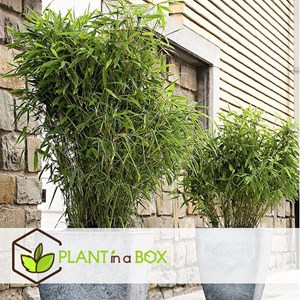 Bambou vert fargesia rufa - 6