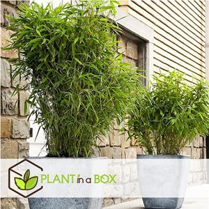 Bambou vert fargesia rufa - 6