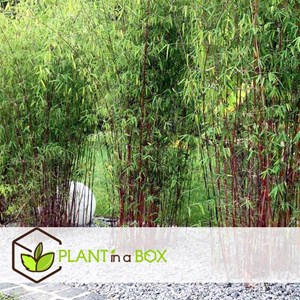 Bambou rouge fargesia asian wonder - 3