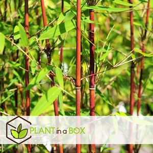 Bambou rouge fargesia asian wonder - 3