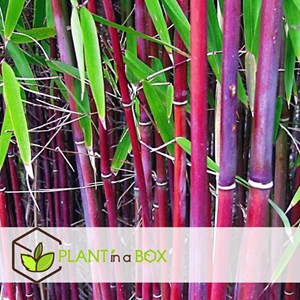 Bambou rouge fargesia asian wonder - 3