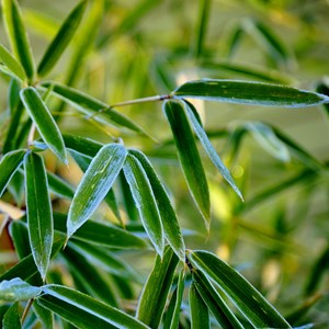 Bambou vert fargesia rufa - 3