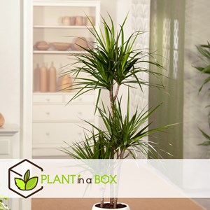 Palmier dintérieur xl - 3