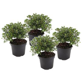 Rhododendron 'azalea anouk' - lot de 4