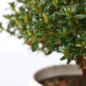 Rhododendron azalea anouk - 4