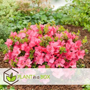 Rhododendron azalea anouk - 4