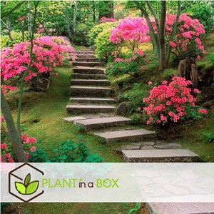 Rhododendron azalea anouk - 4