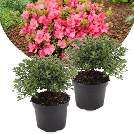 Rhododendron 'azalea anouk' - lot de 2