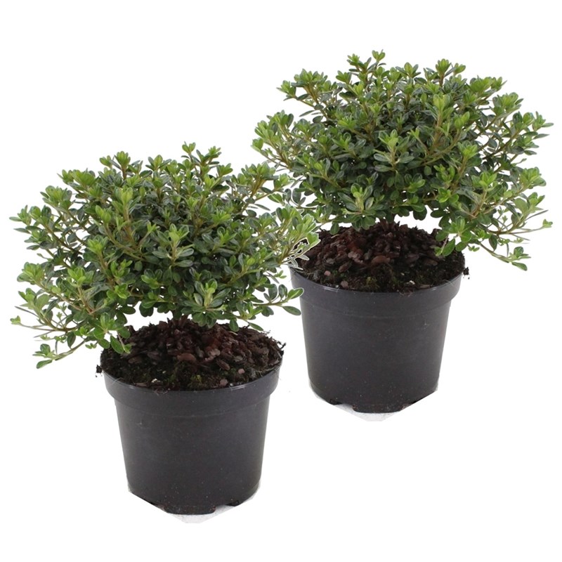 Rhododendron azalea anouk - 2