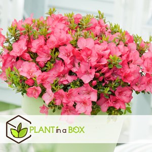 Rhododendron azalea anouk - 2