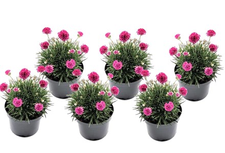 Armeria english grass rose - 6