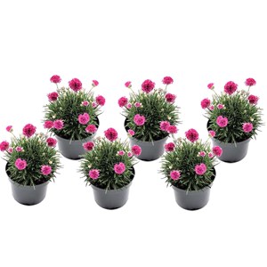 Armeria english grass rose - 6