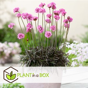 Armeria english grass rose - 6