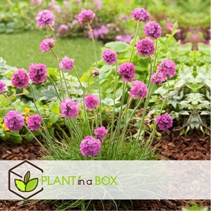 Armeria english grass rose - 6